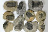 Lot: Assorted Devonian Trilobites - Pieces #119815-1